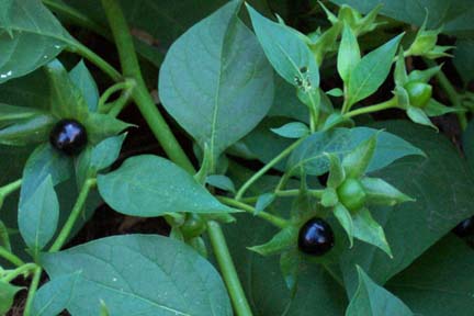 Atropa belladonna L.